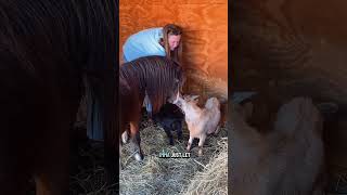 My animals will never trust me again! #babyanimals #minihorse