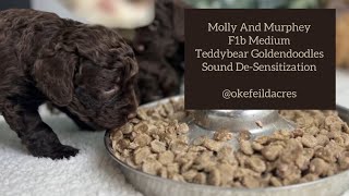 Molly And Murphey F1b Medium Teddybear Goldendoodle Puppies At Okefeild Acres
