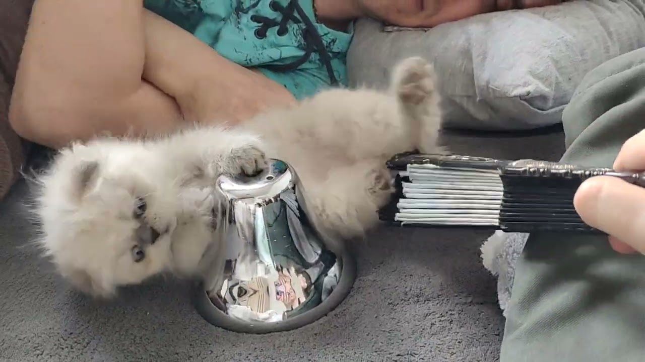 Fluffy Kitten Playtime 🐾 Cutest Cat Moments Ever | Viral Cat Video #kitten #meow #viral #trending 
