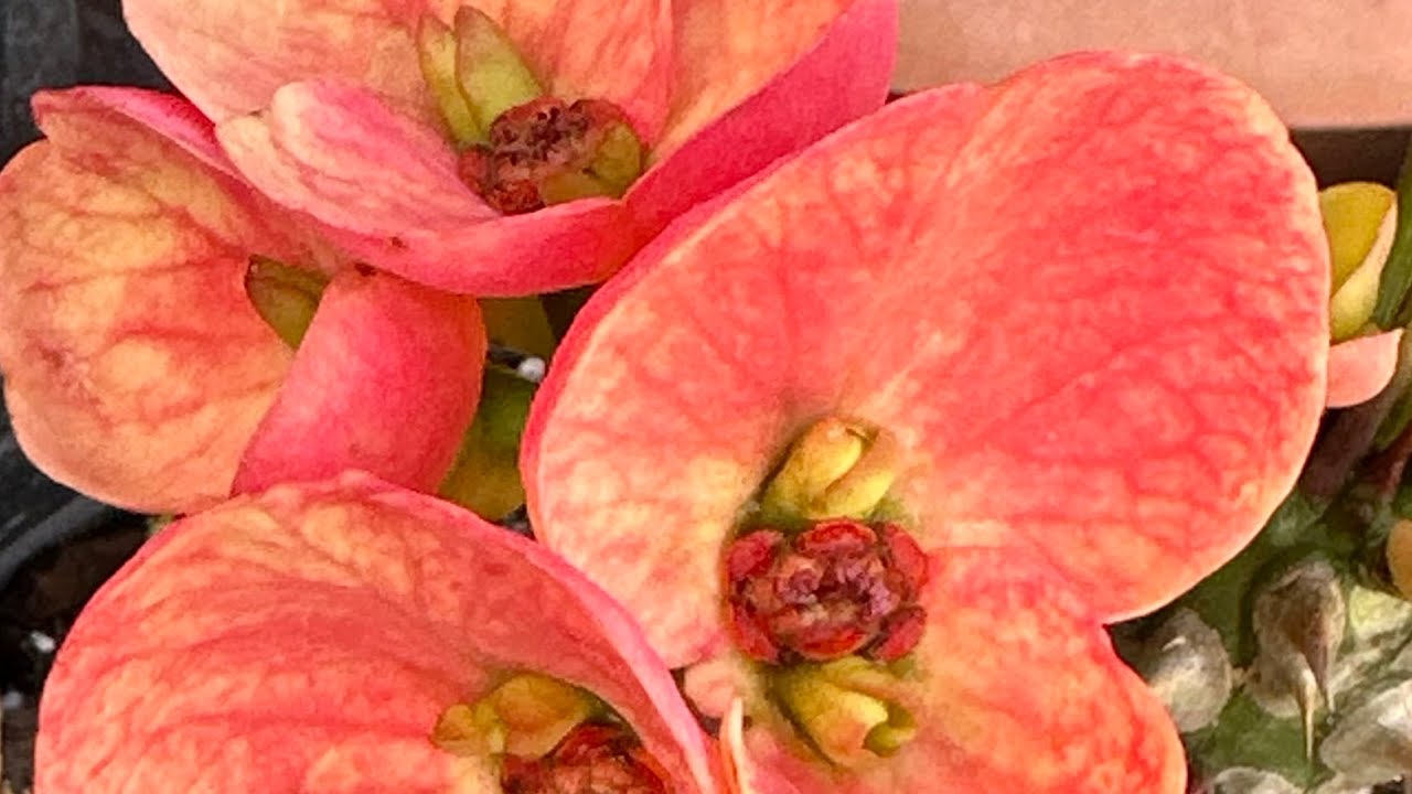 Все билеты распроданы!! Видео номер 13