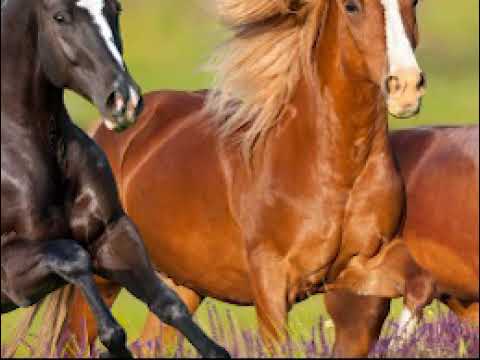 FARDAHA MIDABADOODA IYO GARASHADOODA