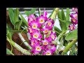 Orquideas. HD-3D. Arte y Jardinería Diseño de Jardines