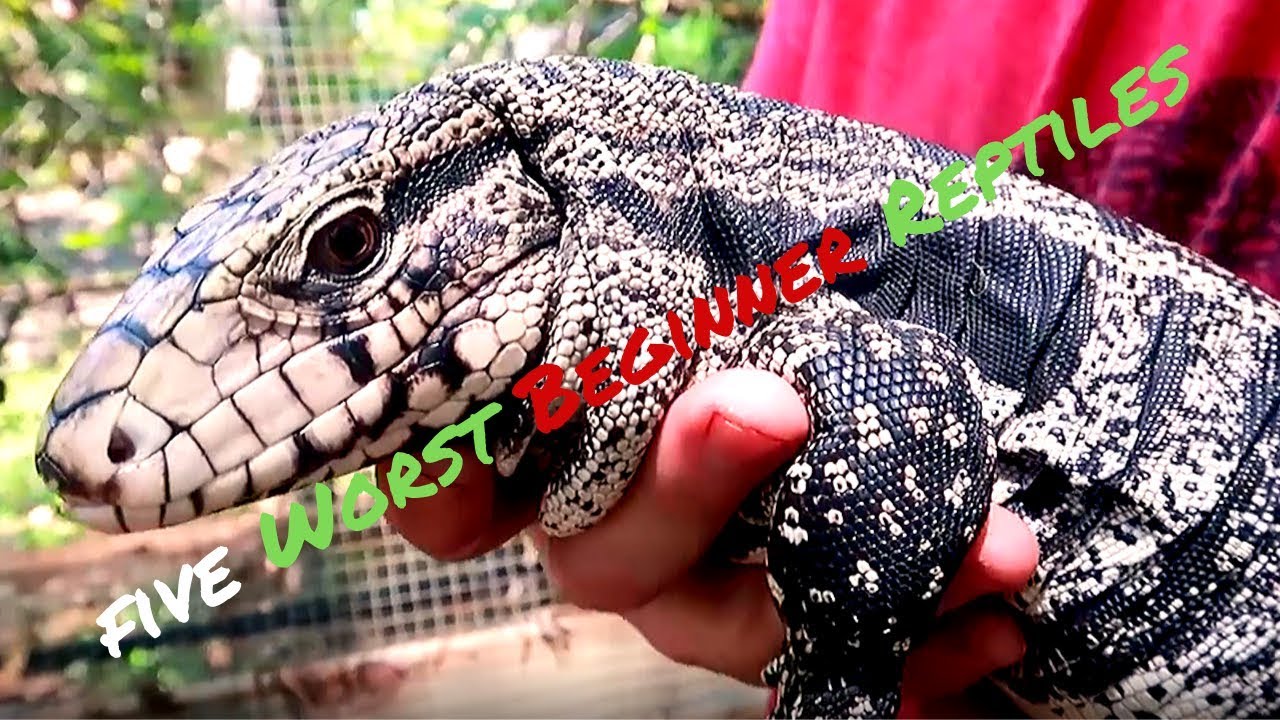 The Top 5 Worst Beginner Reptiles - YouTube