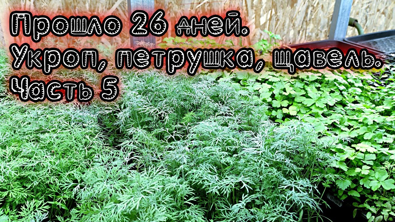 Прошло 26 дней Укроп петрушка щавель часть 5 - YouTube