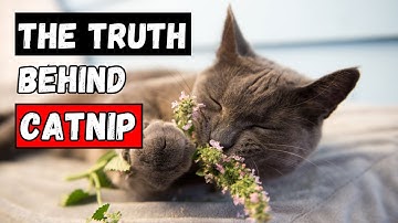 The SHOCKING Truth About What Catnip Does to Your Cat