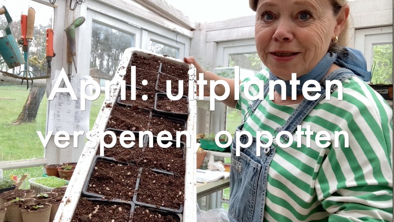 Ini's Moestuin #94 April:Bloemen verspenen, zoete aardappelstekken oppotten, kolen buiten uitplanten