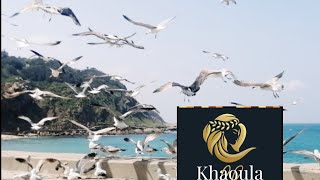 طيور النورس على شاطئ البحر TANGER