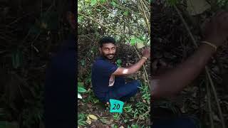 പുല്ലരിയൻ പോയ വഴി 😍😍full video കാണാൻ മറക്കല്ലേ