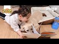 파양의 아픔이 있는 리트리버에게 매일 책을 읽어줬더니 생긴 일ㅣGirl Has Been Reading A Book To An Abandoned Dog Every Day