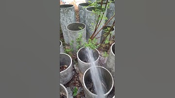 Chậu xi măng nhẹ composite , màu hiệu ứng bê tông, không sợ  phai màu, bền đẹp theo thời gian