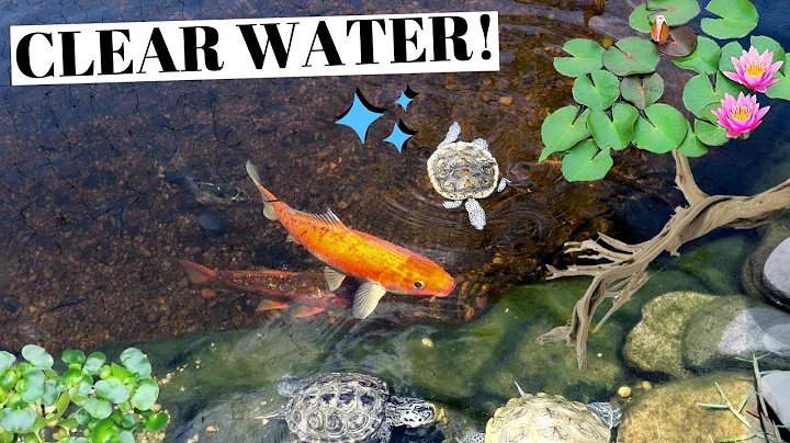 The SECRET to a CRYSTAL CLEAR POND!
