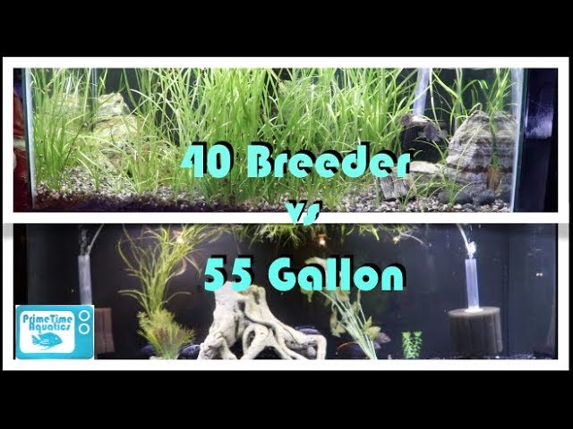 Fish Tank Showdown! 40 Gallon Breeder vs 55 Gallon Fish Tank