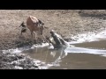 Sharing Breathtaking crocodile attack (video) Love