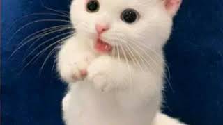 CUTE CAT PHOTO COMPILATION!! #KAYCOMPILATION2