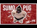 Sumo wrestler pug  doug the pug