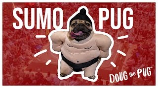 Sumo Wrestler Pug - Doug The Pug
