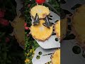 So relaxing and soothing butterfly 🦋 garden Singapore
