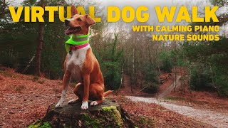 🔴 NO ADS Dog TV for Dogs to Watch 🌲 Virtual Dog Walk around English Woodland 🐕 Calming Nature Sounds