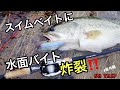 上も下も横からもスイムベイトに爆発バイト‼️SB TRIP#番外編☆イヨケン☆