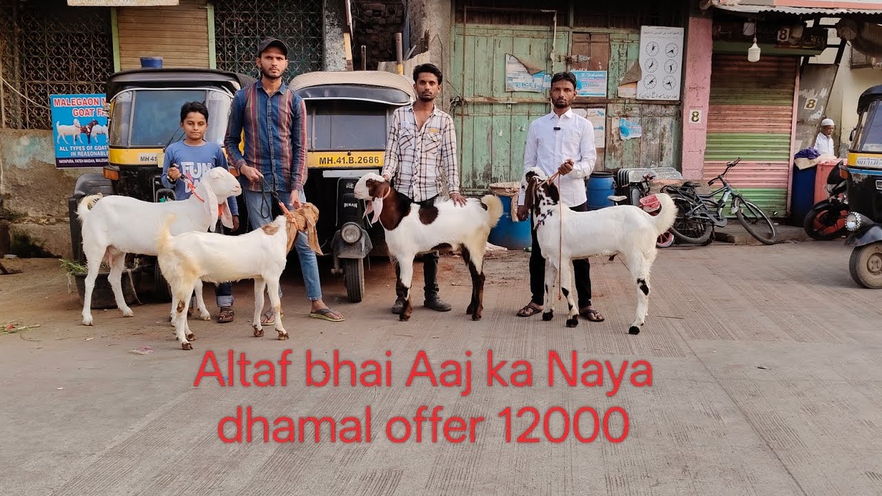 Altaf bhai Aaj ka Naya dhamal offer 12000 #goat #animals #trader - YouTube