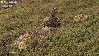 木曽駒ケ岳でライチョウのひな20羽誕生　自然繁殖で50年ぶり