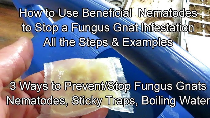 Microscopic analysis of Pot Poppers Nematodes for getting rid of fungus  gnats. Product review 