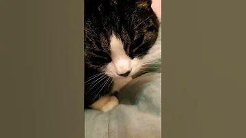 Me For No Reason Kittykatkat Rozi 