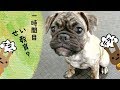 【性教育】赤ちゃんパグ(Brindle pug)がSNSでお勉強？鼻ぺちゃは鼻ぺちゃが大好き？