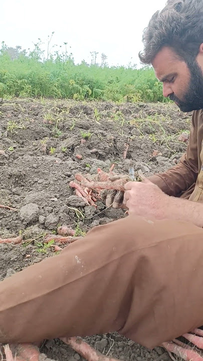 #easyfarming #agriculture #carat #harvesting