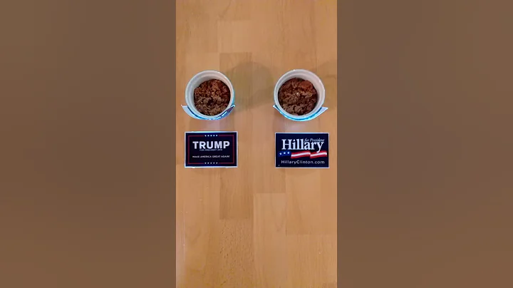 Watch the video about Lucy the World Famous Highlander Kitten picks tonight's 2016 Presidential Debate Winner