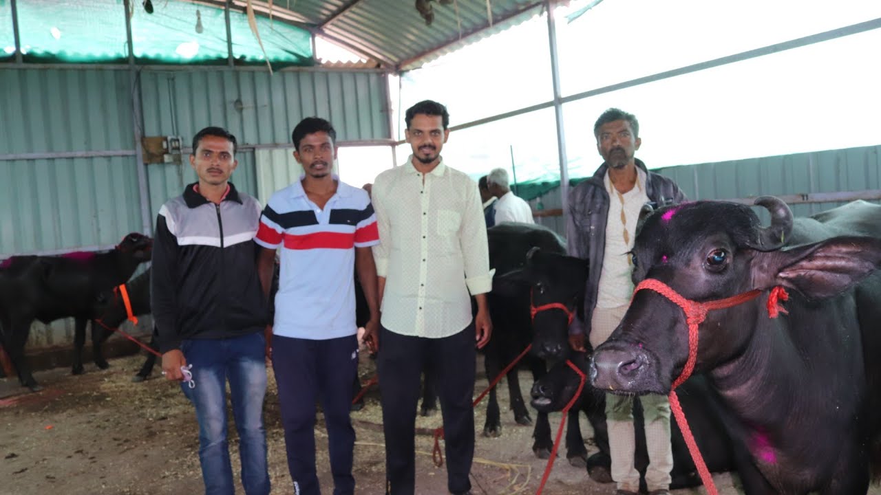 कोल्हापूर | मुर्हा म्हशींच्या विक्रीतून महिना १ लाखांचे उत्पन्न | यशोगाथा | Murrah Buffalo farming