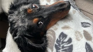 Corpus Christi pets on the run as Fourth of July fireworks send them running