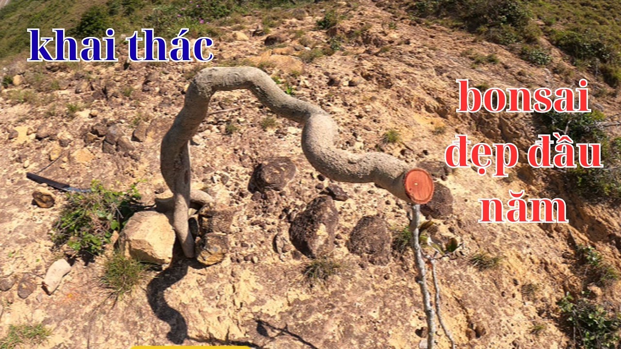 chuyến đi rừng đầu năm khai thác được những cây bonsai đẹp