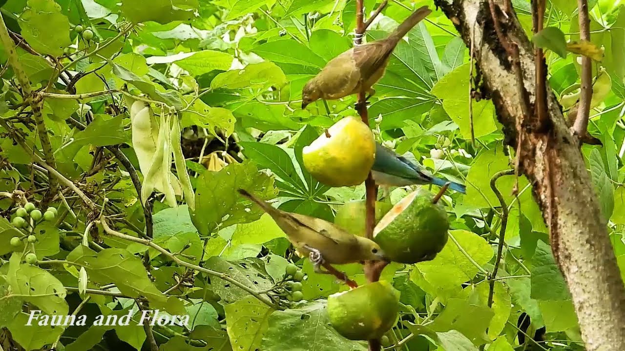 Birds of the Thraupidae family competing for food, Tangerine,
