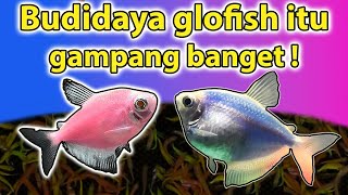 Budidaya glofish pemula wajib nonton