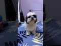 Pata lagao yaar 🤔#doglife ………………#dogshorts …..#doglove #dogvideos 