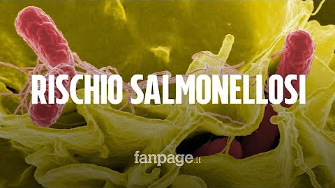 Quali cibi si trovano più frequentemente le salmonelle?