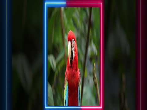 Bird Parrot | Nature Animal Colorful Fauna Macaw #nature #parrot #jungle #shorts
