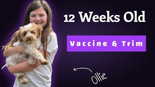 Our 12 Week Old Petite Australian Labradoodle Was A Little Fussy Today! Ollie by Silver Creek Doodles 942 views 4 weeks ago 3 minutes, 37 seconds