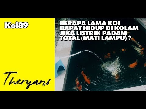 THE RYANS Berapa  Lama  Ikan Koi Bisa Bertahan Hidup  di 