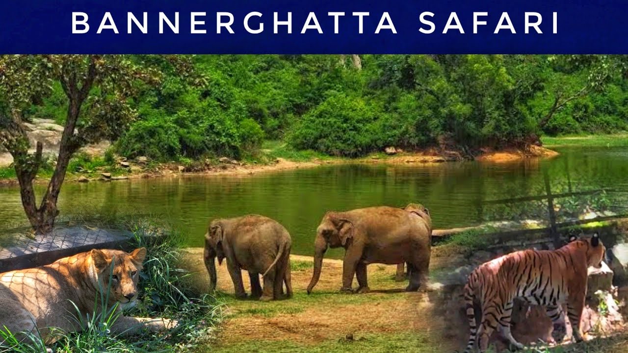 bannerghatta jungle safari