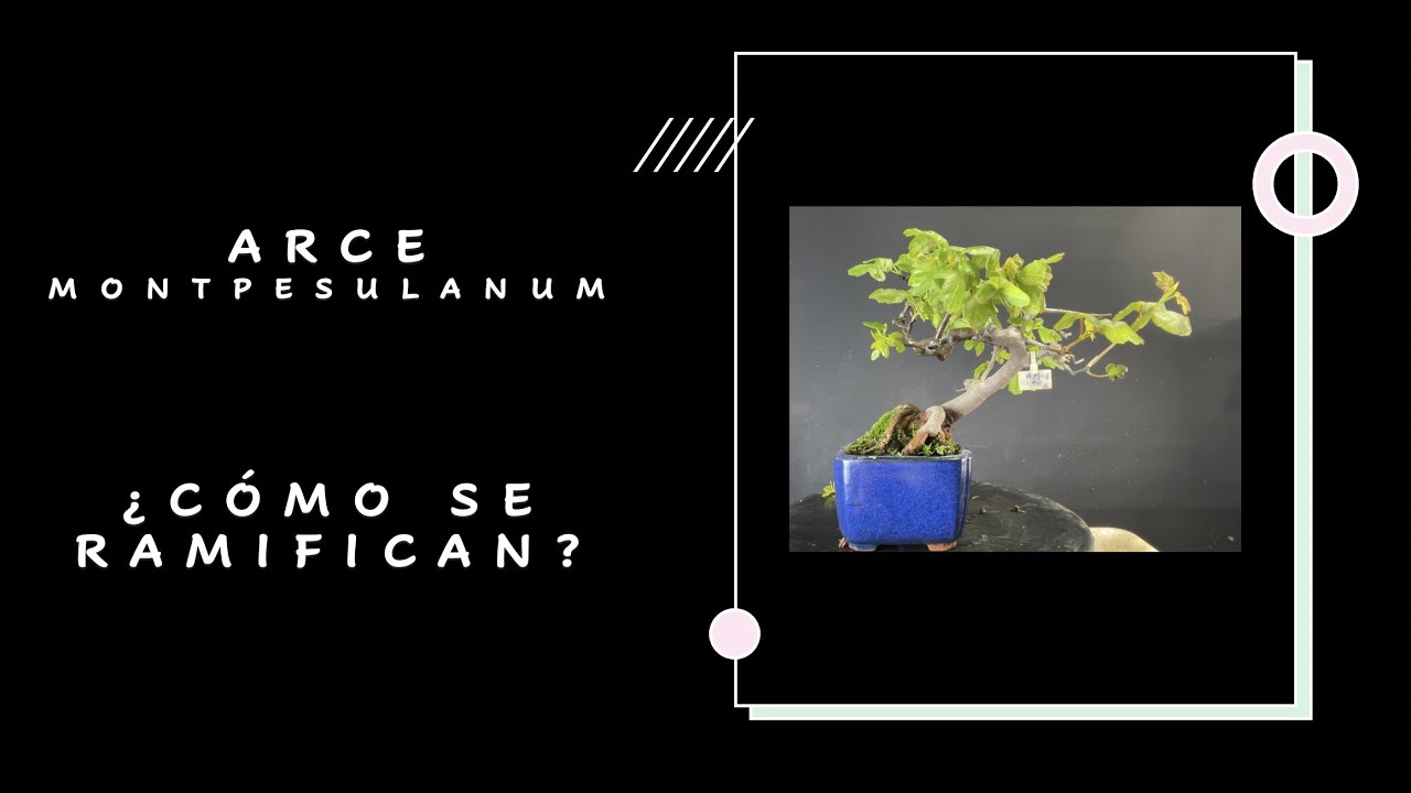 ARCE MONTPELLIER: ¿CÓMO SE RAMIFICAN?
