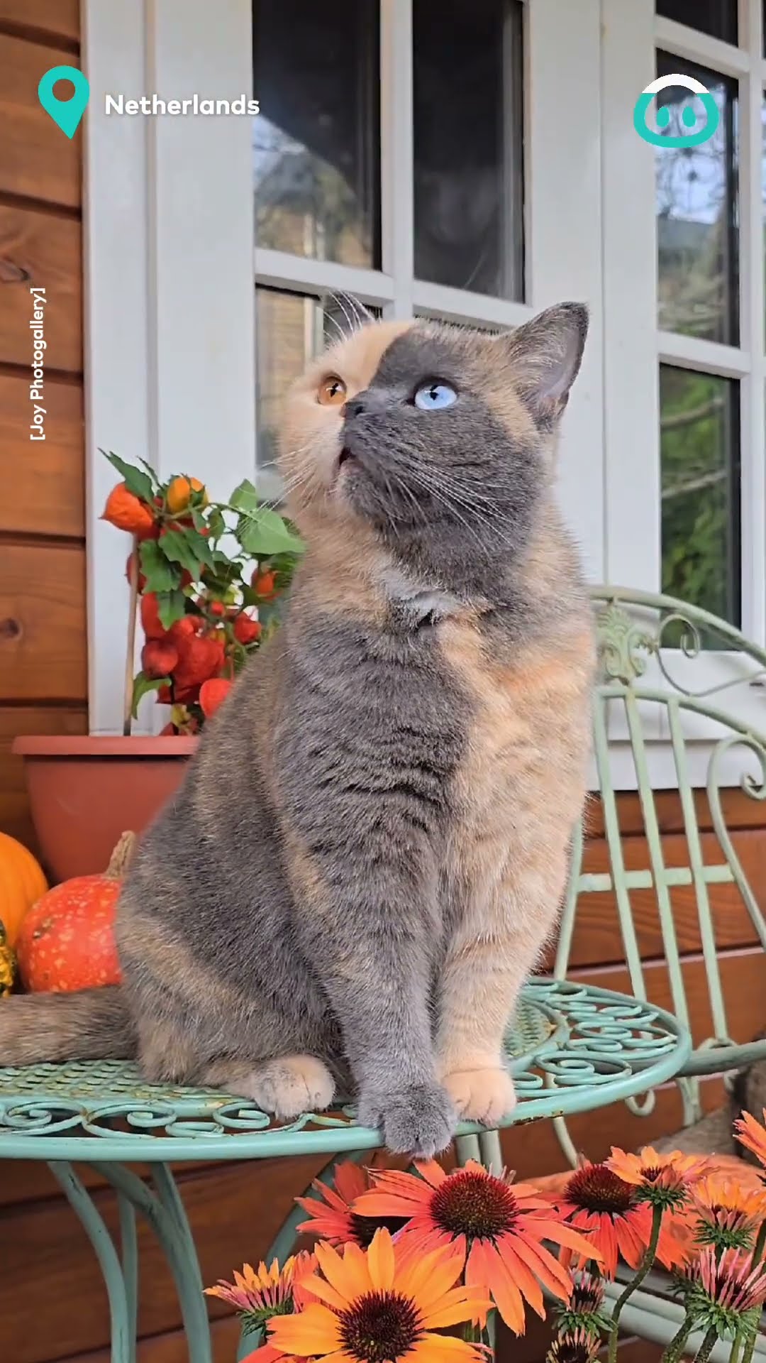 Cat Just Watching Birds || ViralHog