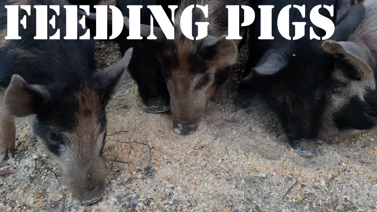 quik-vid-how-do-you-feed-pigs-what-i-do-shorts-youtube