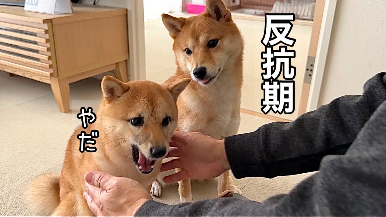 飼い主に初めて反抗した子犬に対する姉柴の行動に感動しました！