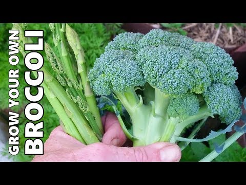 Vídeo: Belstar Broccoli Info – Aprenda sobre o cultivo de plantas de brócolis Belstar