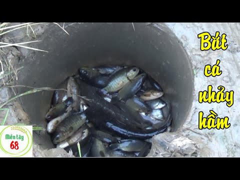 Video Làm hầm bắt cá rô cá lóc mùa gió bấc ở Miền tây... - youtube