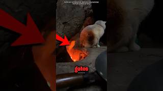 The secret hidden in cat FUR! 😮🐈