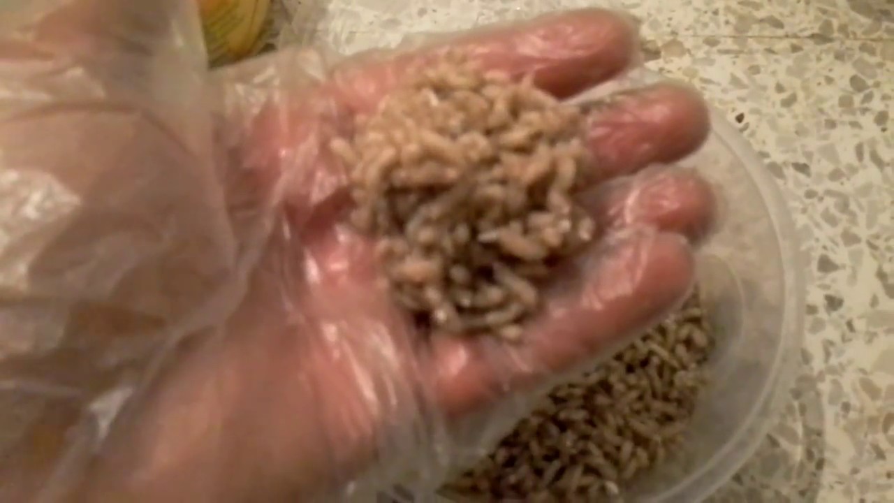 Amorce Maison Peche En Mer | Ventana Blog