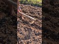 simple way to cultivate neat fields for planting corn #shorts